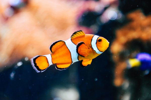 What Are the Best Practices for Cleaning a Fish Tank Without Stressing the Fish?
