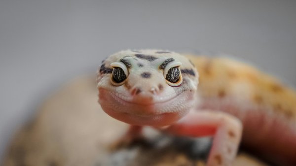 How to Create an Ideal Habitat for a Leopard Gecko?